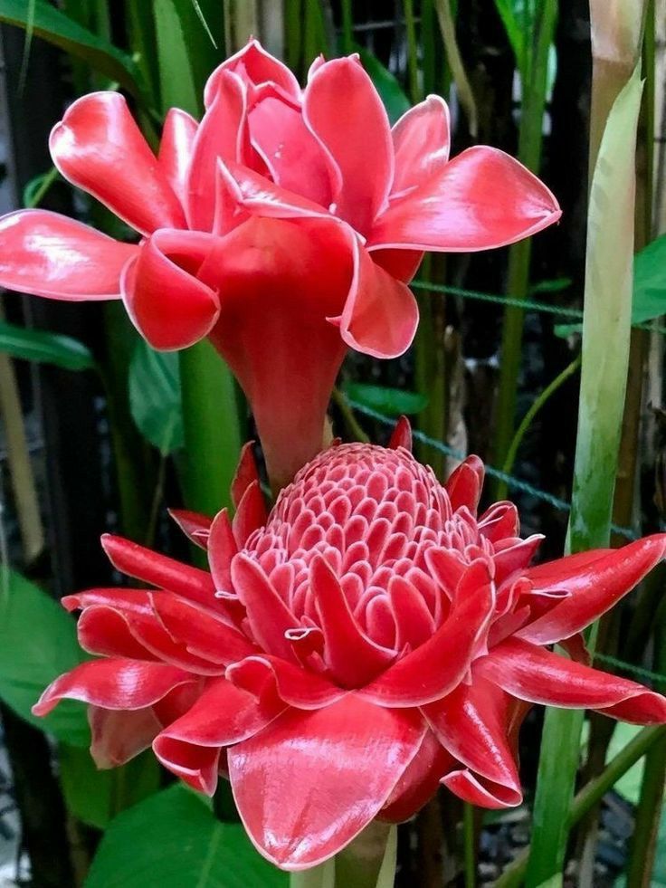 the large red flower is blooming in the garden