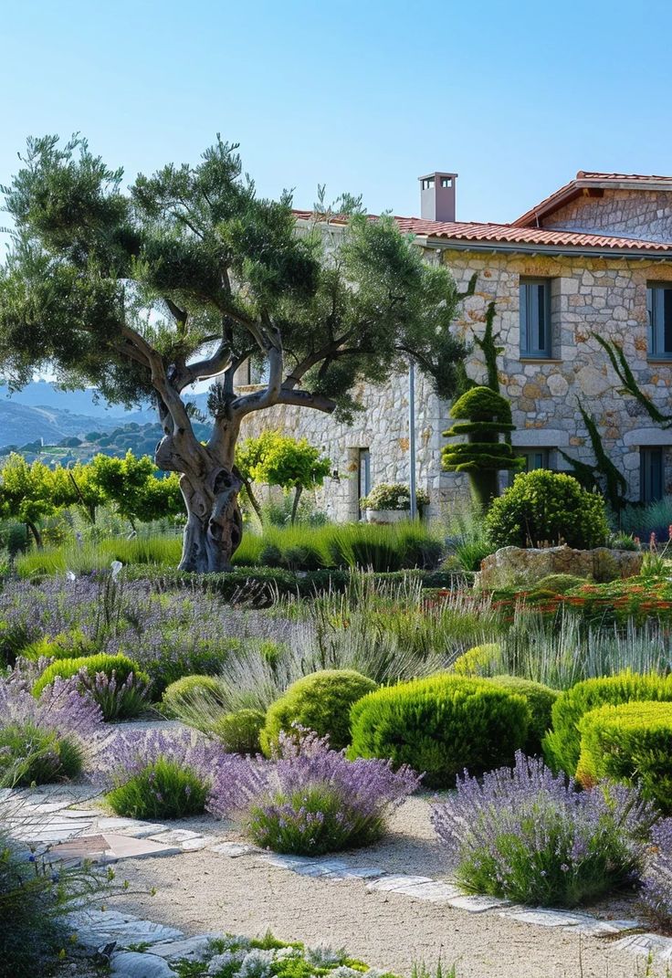 a stone house surrounded by greenery and lavenders in the foreground, with an olive tree at the far end