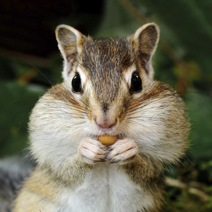 a close up of a squirrel eating something