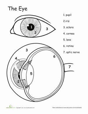 an eye diagram showing the parts of the iris and how they are used to see it