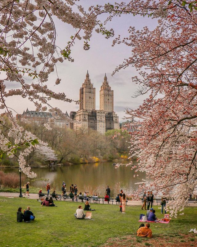 people are sitting on the grass in front of a lake with cherry blossom trees around it