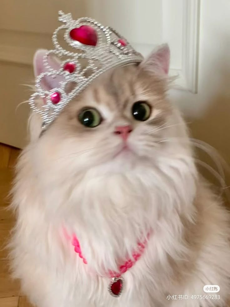 a white cat wearing a tiara with hearts on it's head and looking at the camera