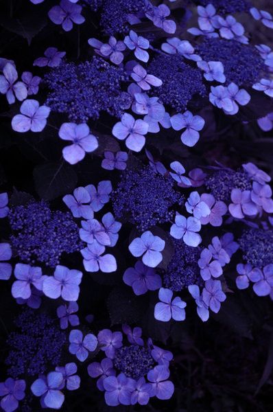 purple flowers are blooming in the dark