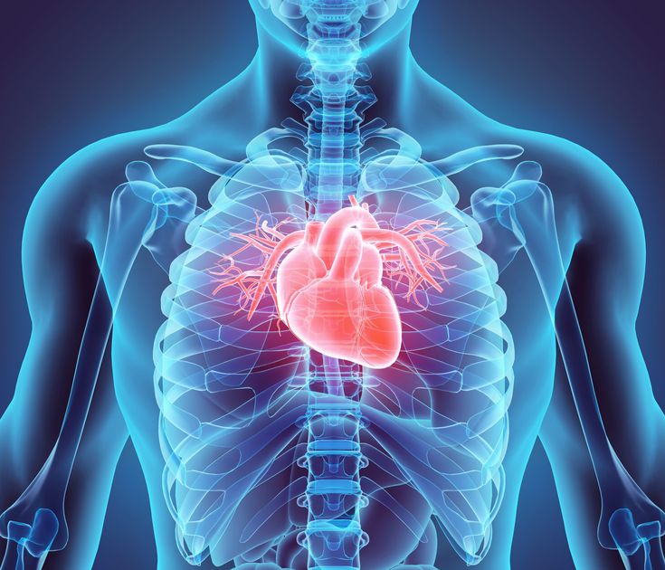 Penyakit Jantung, Heart Valves, Heart Muscle, Coronary Arteries, Human Anatomy And Physiology, Heart Problems, Cardiovascular System, Human Heart, Cardiology