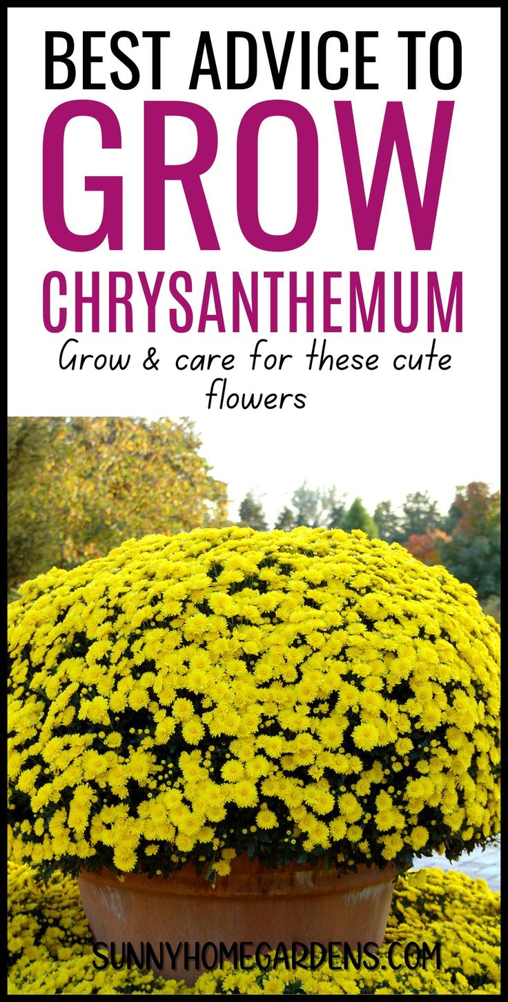 the best advice to grow chrysanthemum for those cute flowers in your garden