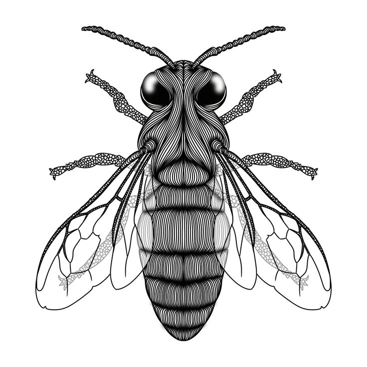 a black and white drawing of a fly insect