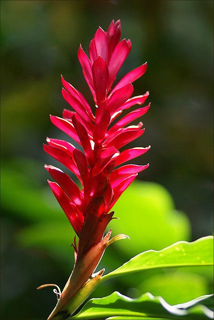 a red flower with green leaves in the background