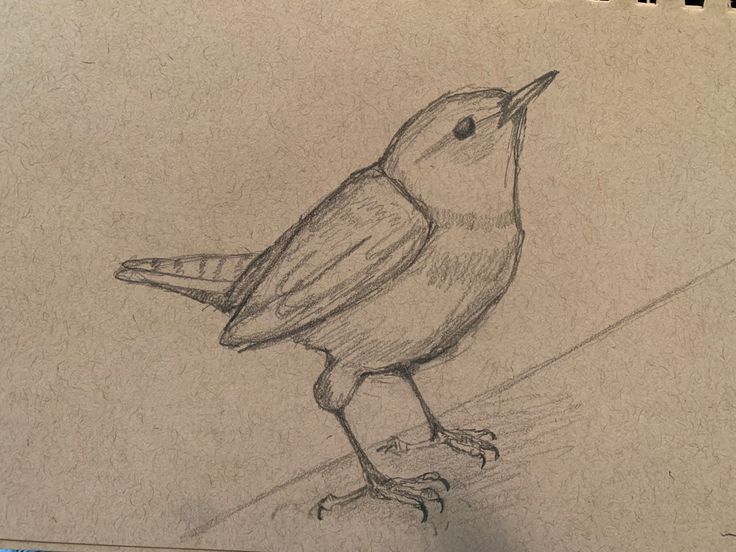 a pencil drawing of a bird sitting on the ground