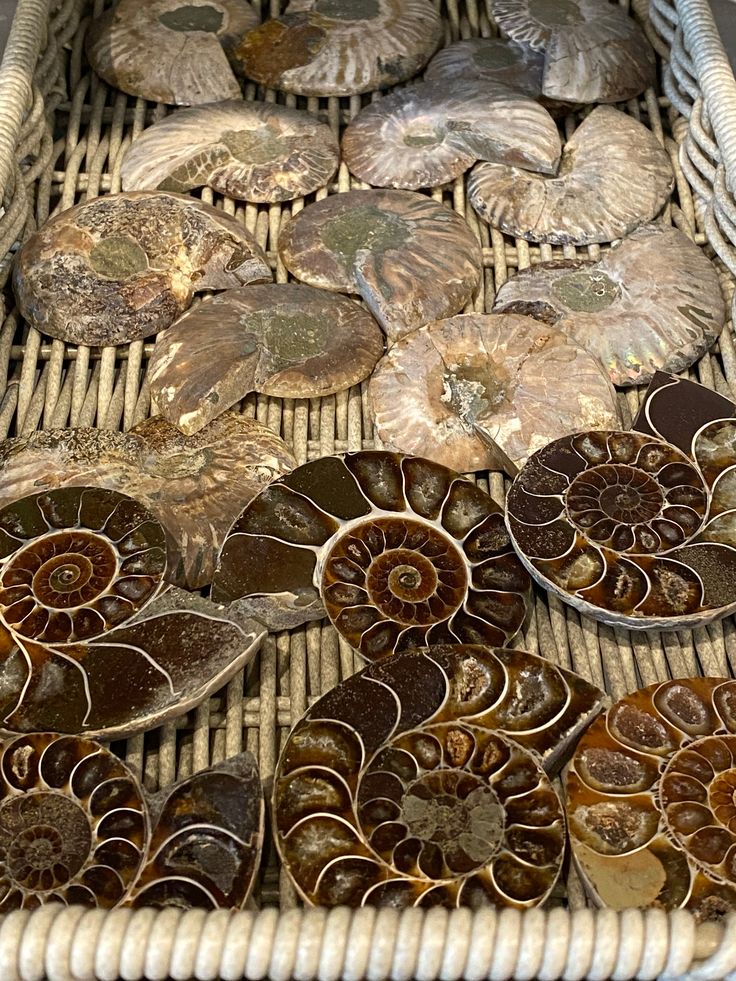 several different types of seashells in a wicker basket