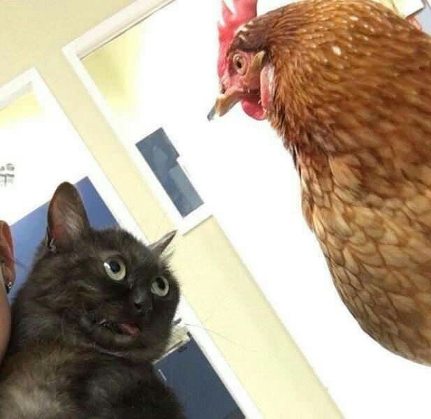 a person holding a cat in front of a chicken