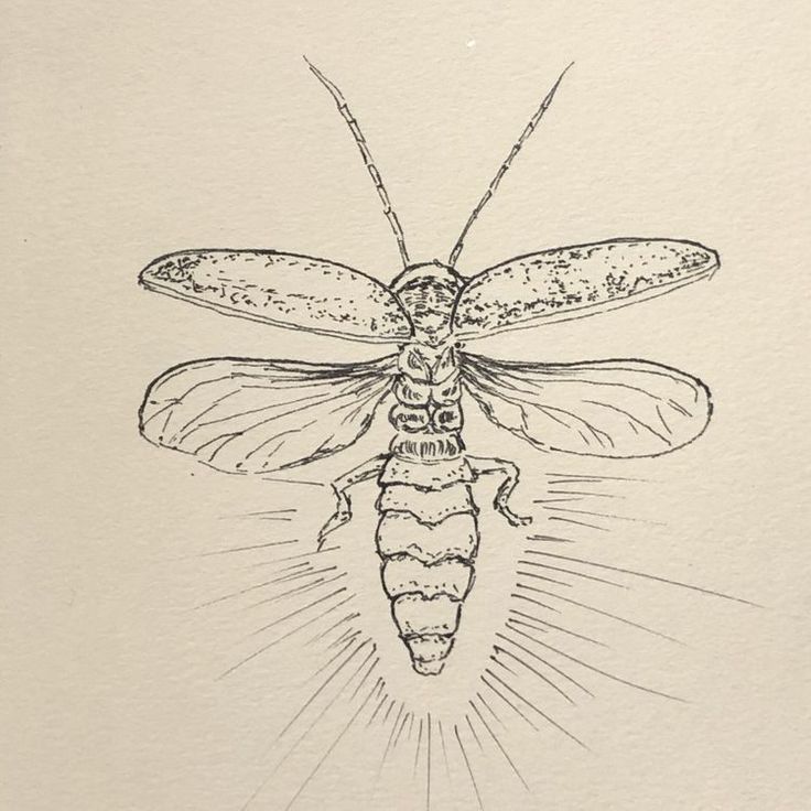 a drawing of a bug with long legs and two wings on it's back