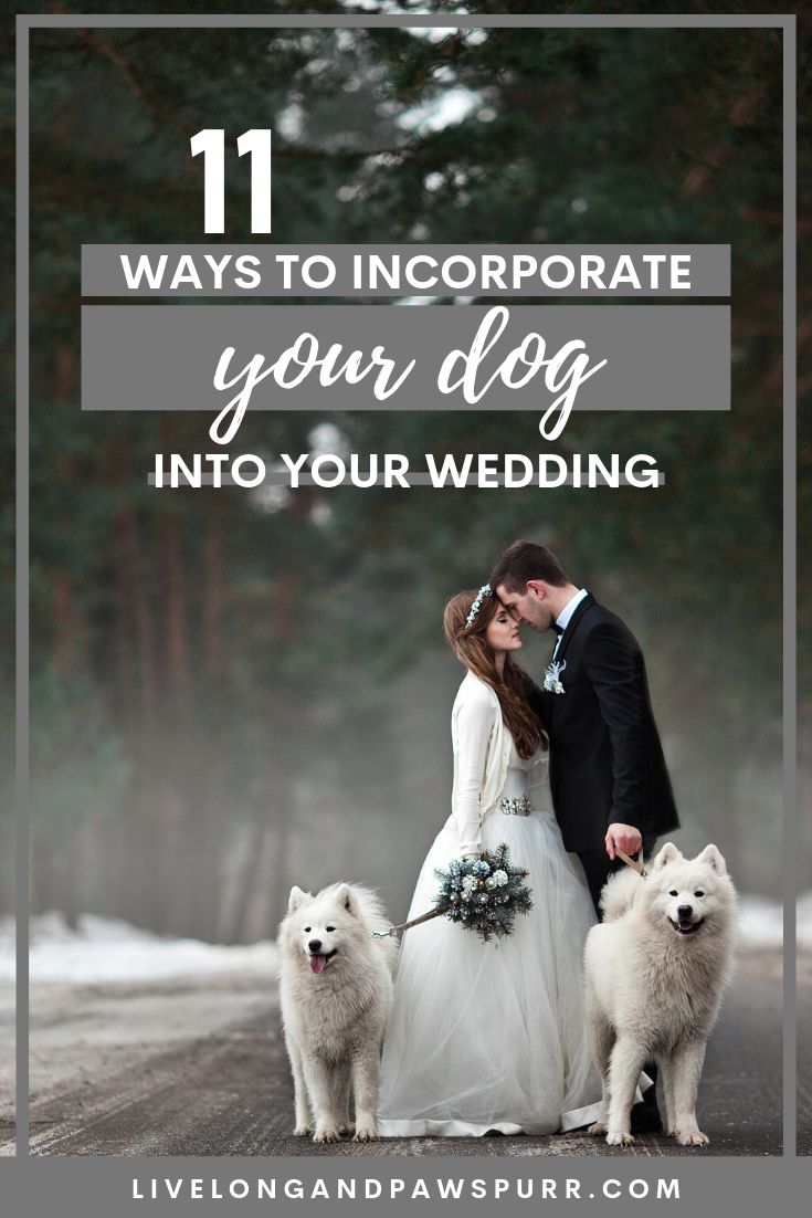 a bride and groom standing next to two white dogs in the snow with text overlay that reads 11 ways to incorporating your dog into your wedding