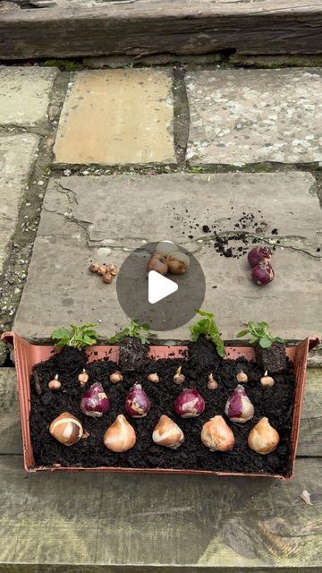 a potted planter filled with vegetables and dirt