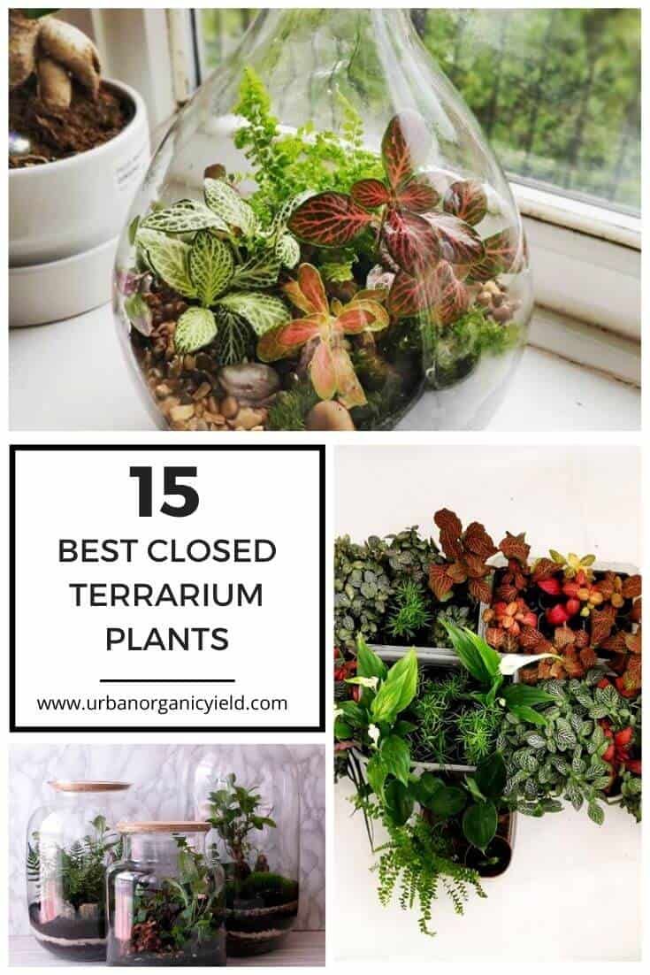 the top ten terrarium plants that are easy to grow