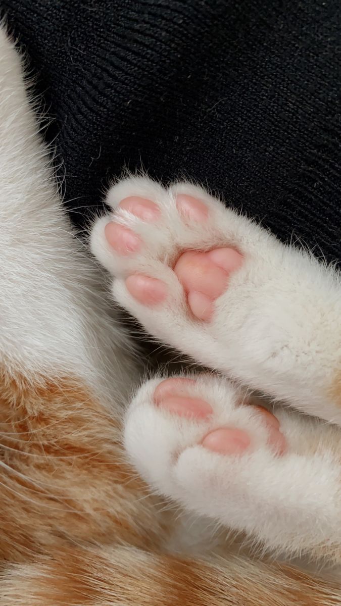 an orange and white cat laying on its back with it's paws stretched out