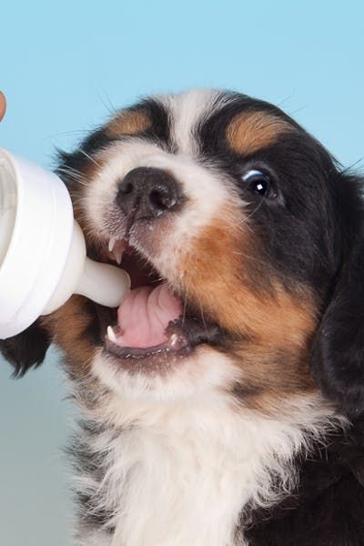 a dog is drinking from a bottle with its mouth open and it's tongue out