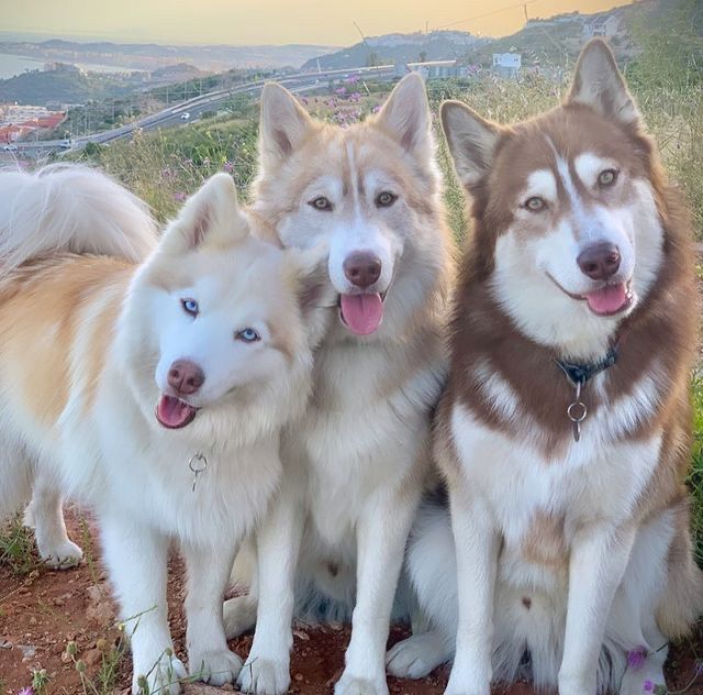 three husky dogs are sitting on the ground