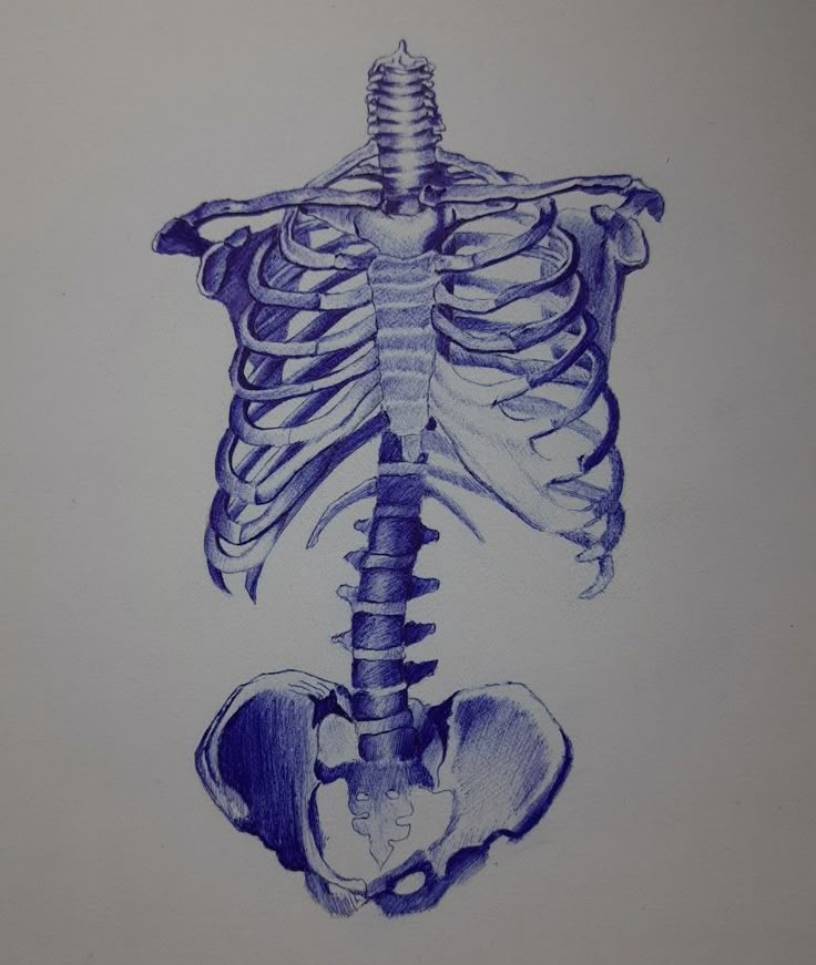 Blue skeleton ball pen art Ballpen Art Drawings, Blue Pen Art, Bone Sketch, Sketch Skeleton, Blue Pen Drawing, Ballpen Sketch, Ballpen Art, Ball Pen Art, Natural Forms Gcse