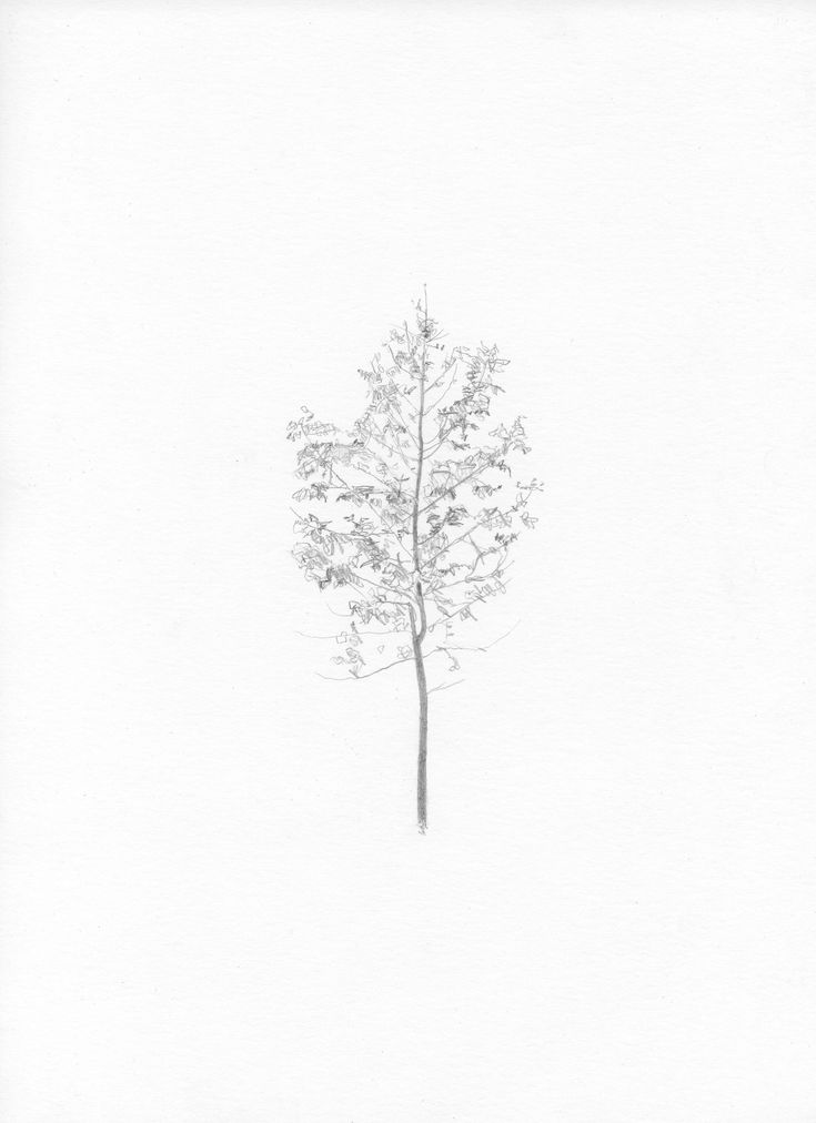 a pencil drawing of a tree in the snow