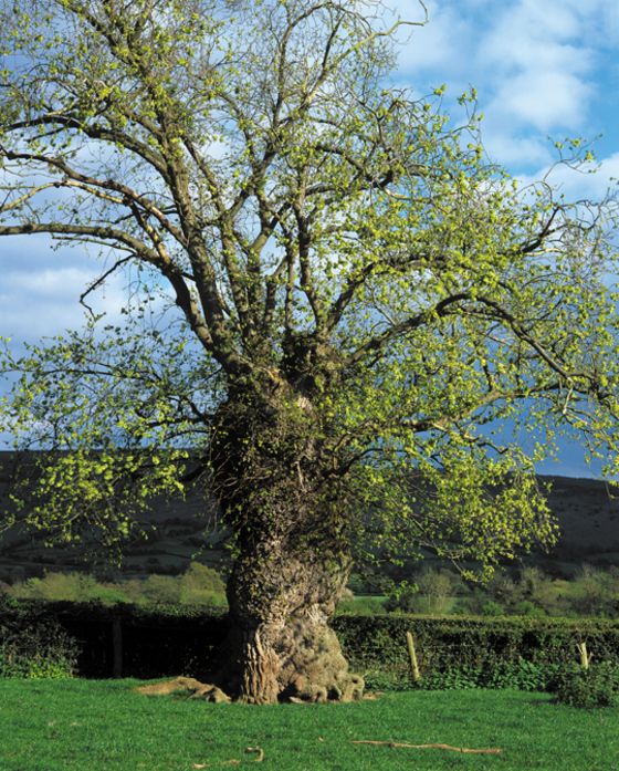 a large tree in the middle of a grassy field with blue sky and clouds behind it