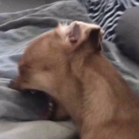 a brown dog laying on top of a bed next to a person with his mouth open