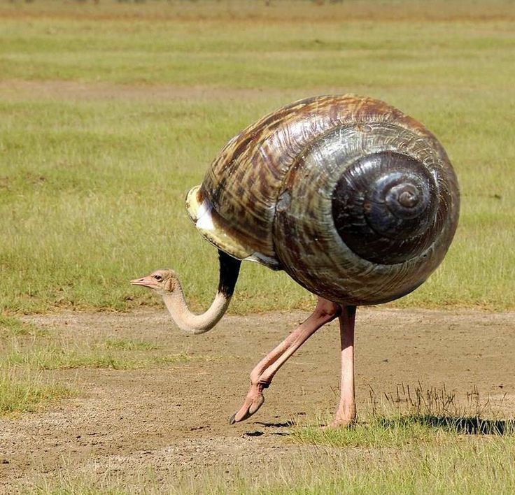 a large snail walking across a grass covered field next to a red rooster's head