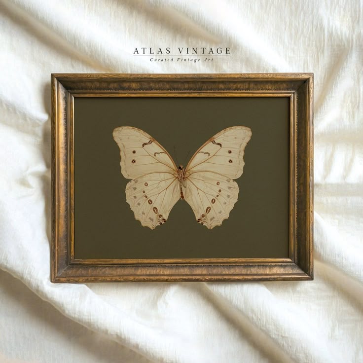 a white butterfly is framed in a gold frame