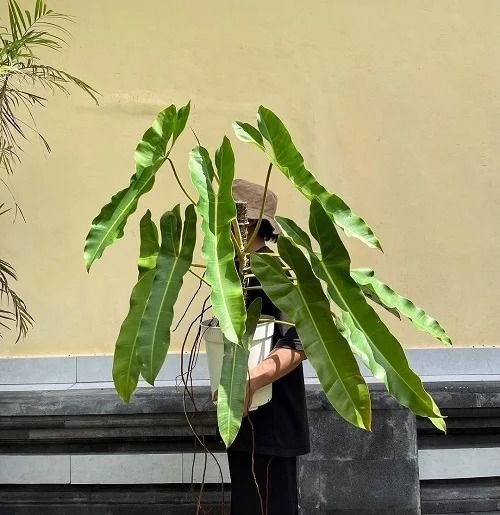 a man standing next to a large green plant