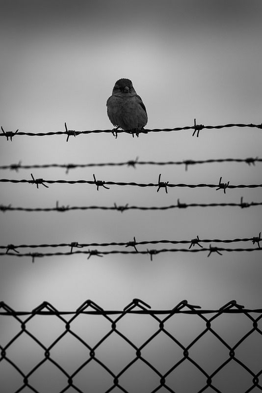 a black and white photo of a bird sitting on top of a barbed wire fence