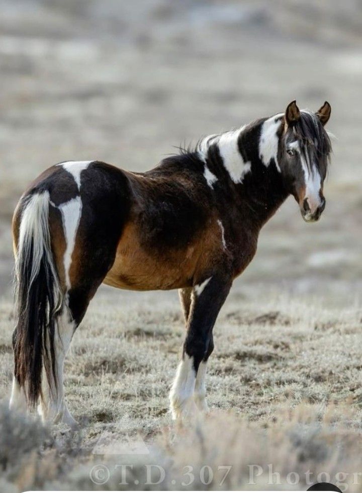 a brown and white horse standing on top of a dry grass covered field in the desert