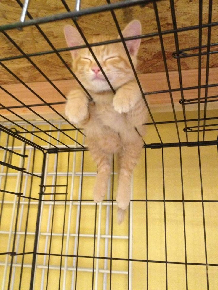 an orange cat laying on top of a metal cage in a room with yellow walls