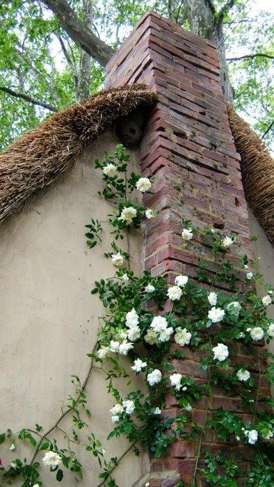 white flowers growing up the side of a brick building with grass roof and ivy on it