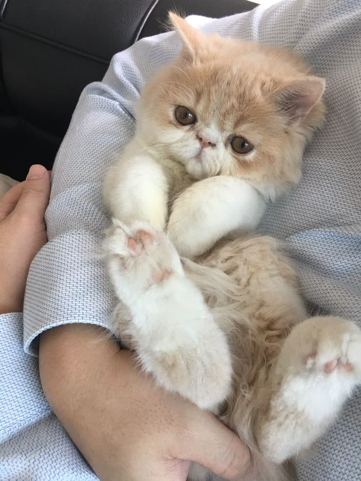 a person holding a kitten in their arms