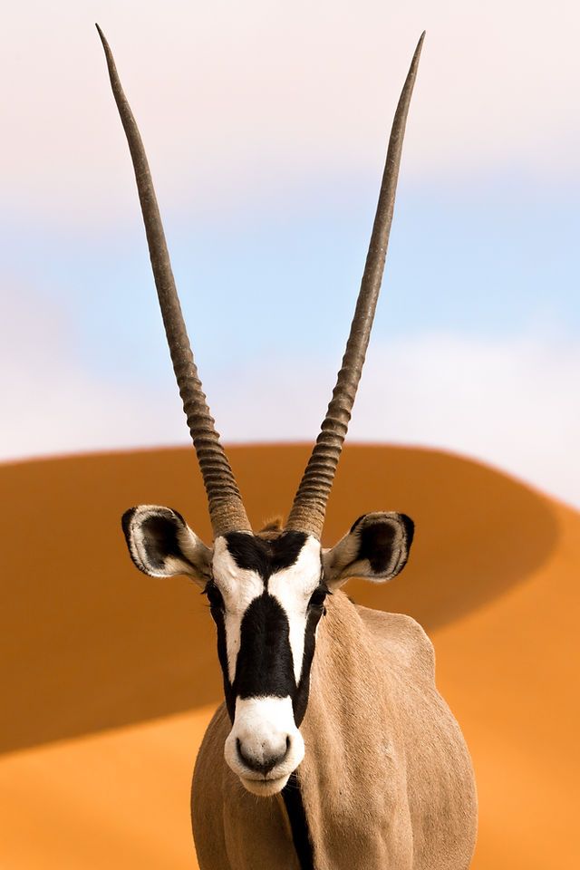 an animal with long horns standing in the desert