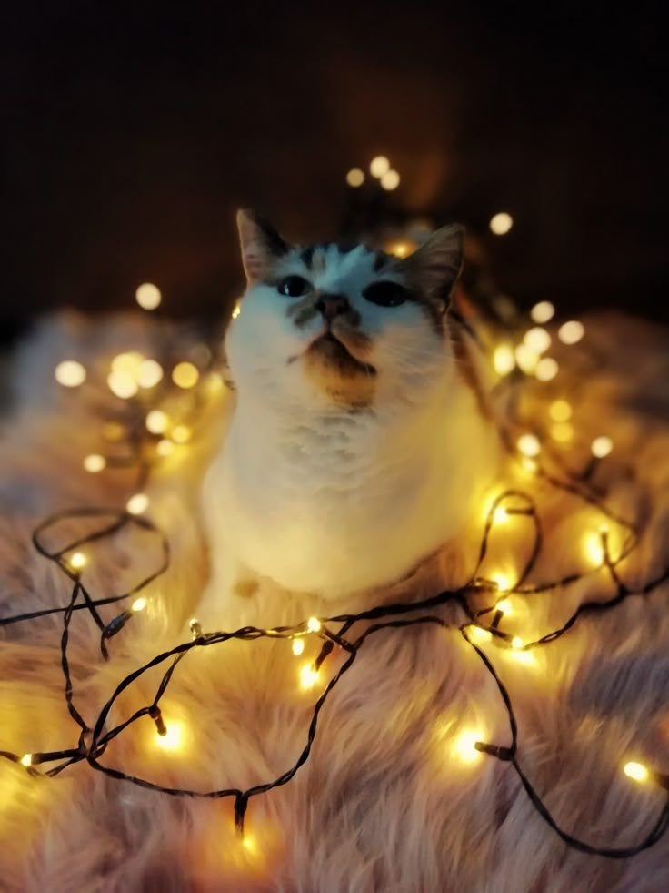 a cat sitting on top of a fur covered floor next to christmas light garlands