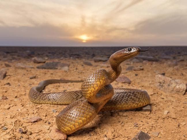 a brown snake sitting on top of a dirt ground next to rocks and grass with the sun in the background