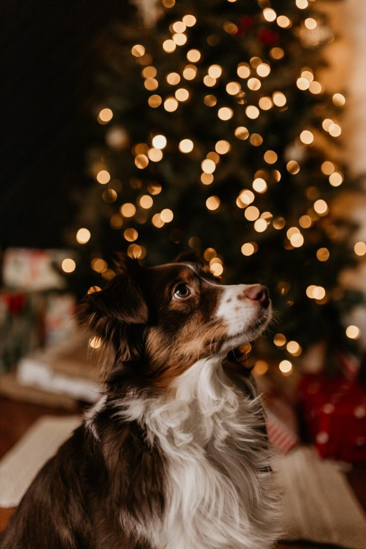 a brown and white dog sitting in front of a christmas tree