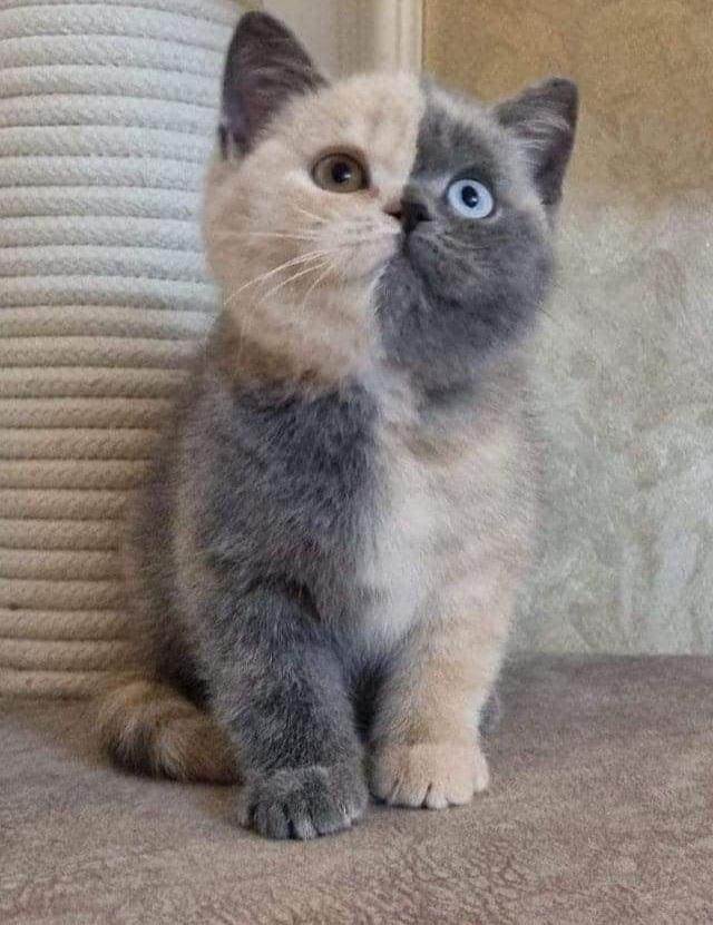 a cat with blue eyes sitting on the floor