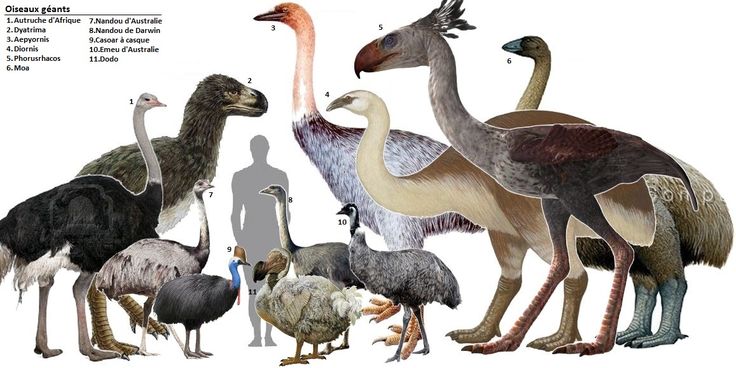 an image of different birds that are in the same place on this page, and what they mean to be