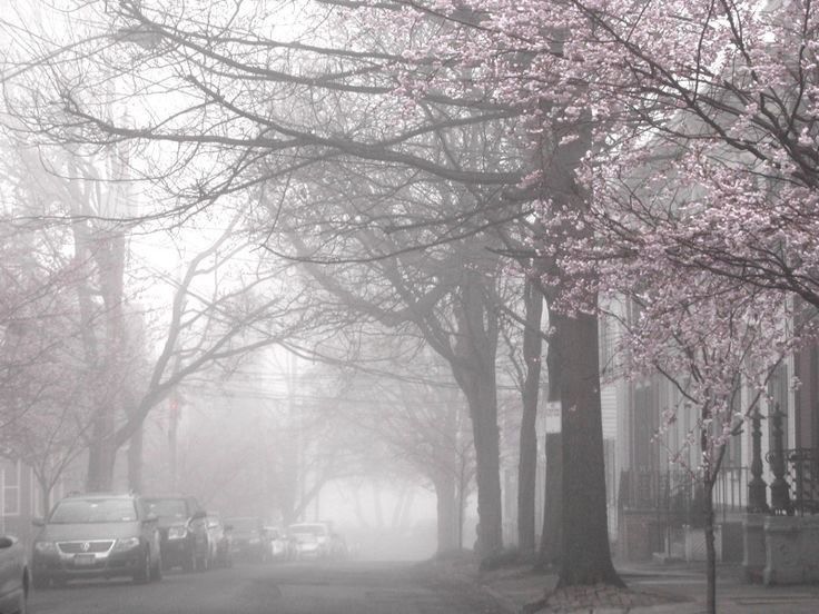 cars parked on the side of a road in front of trees with pink flowers and leaves