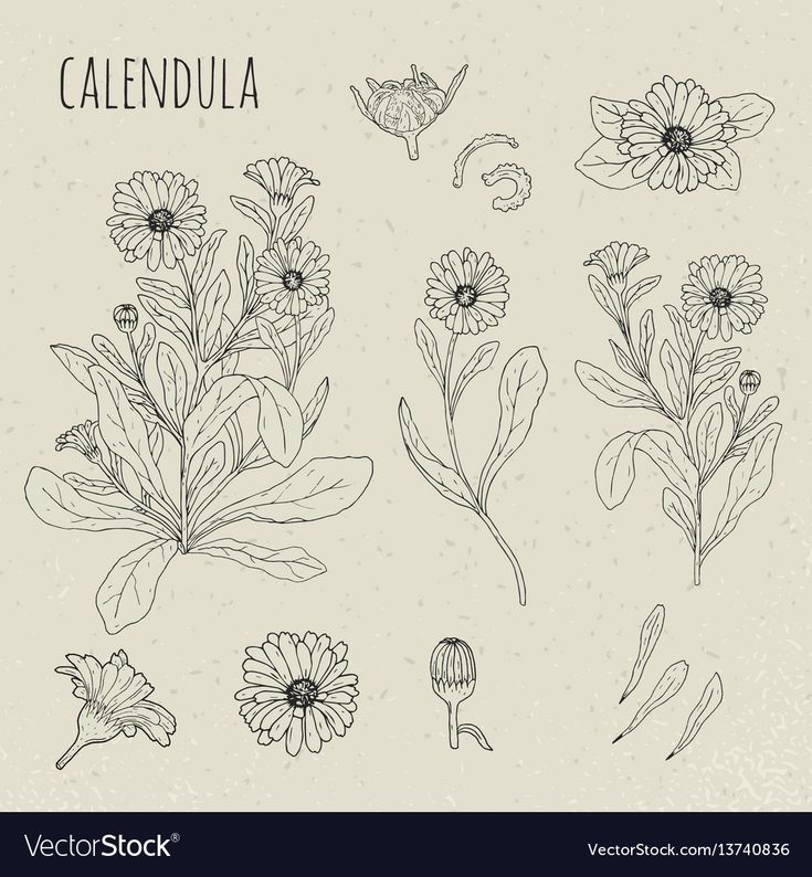 hand drawn flowers and herbs for the design of menus, banners or postcards stock illustration