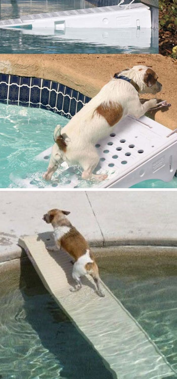 two pictures of a dog jumping into a swimming pool and then playing in the water