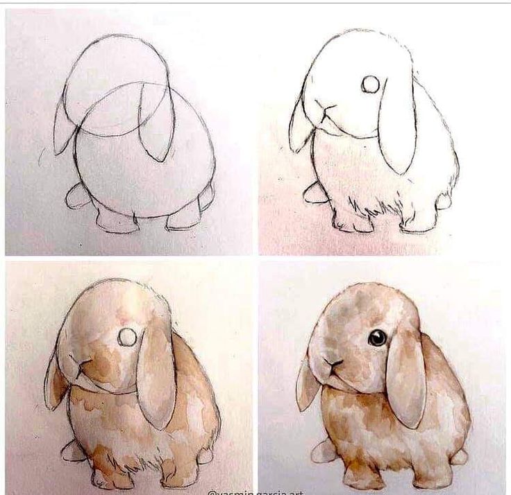 four drawings of different types of animals in various stages of development, including a rabbit and an elephant