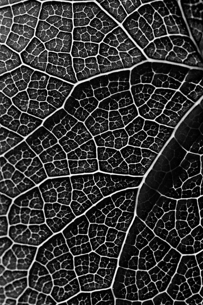 a black and white photo of a leaf's vein like pattern on the surface