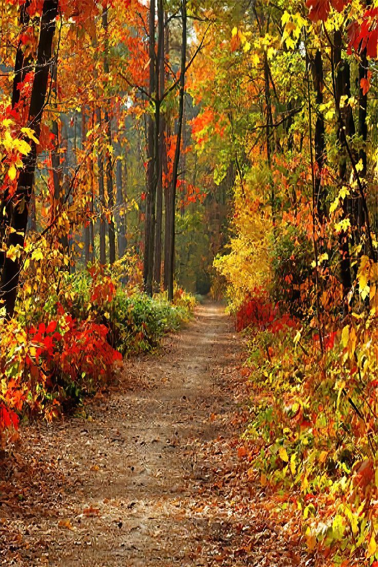 a dirt road surrounded by trees and leaves