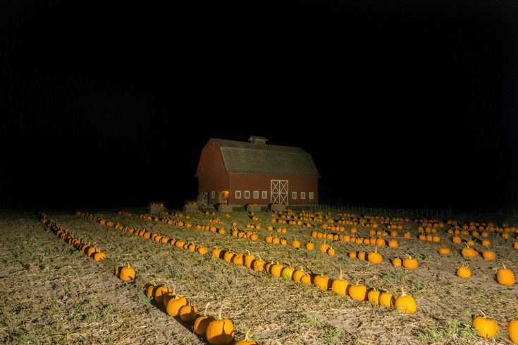 a farm field with pumpkins in the foreground and a barn in the background