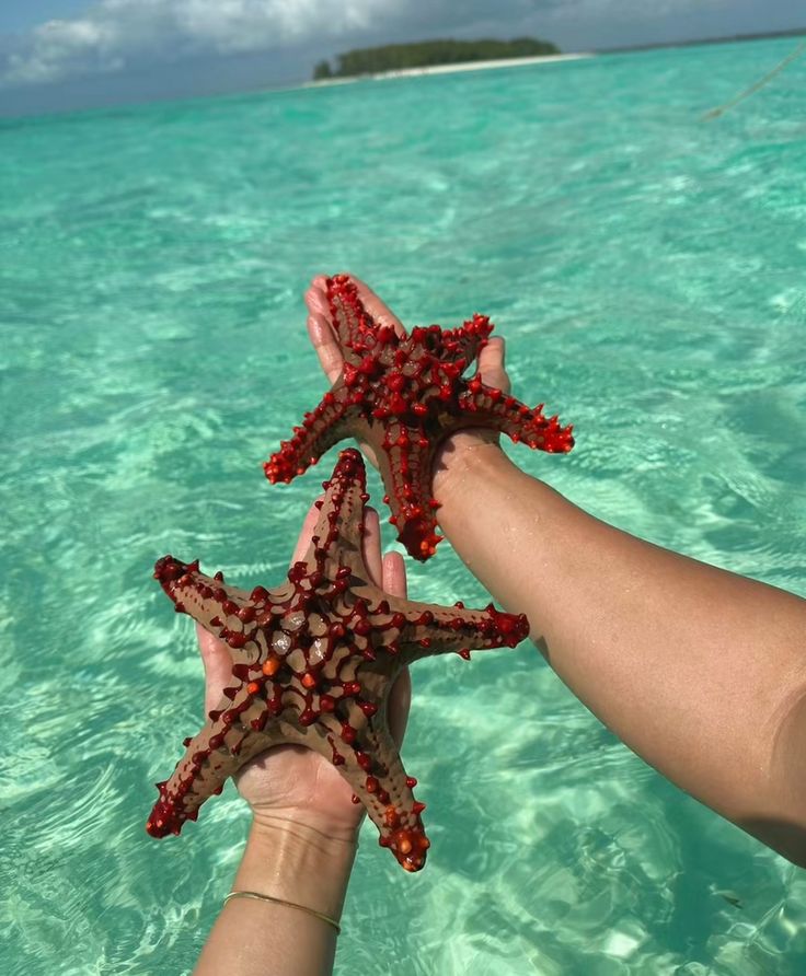 two people holding up starfish in the ocean