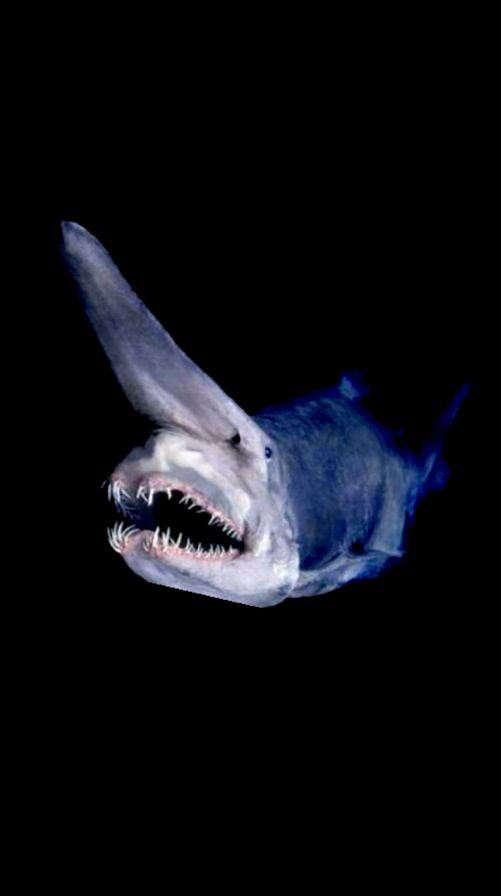 a shark with its mouth open in the dark