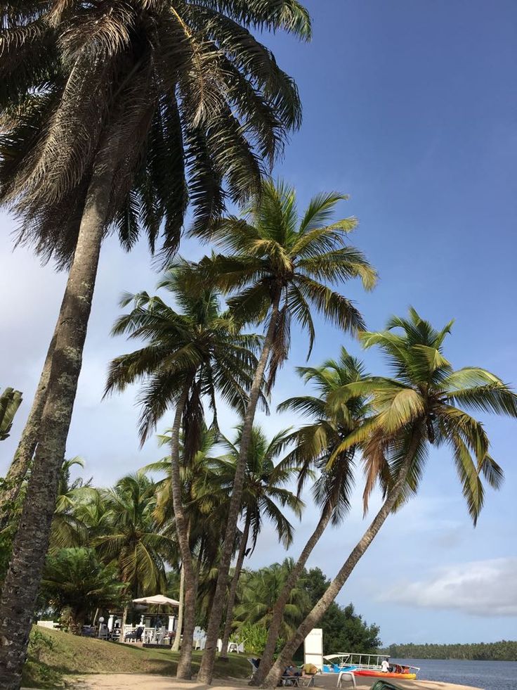 palm trees on the beach with boats in the water