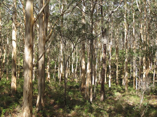 a forest filled with lots of trees covered in green grass and tall, thin trees